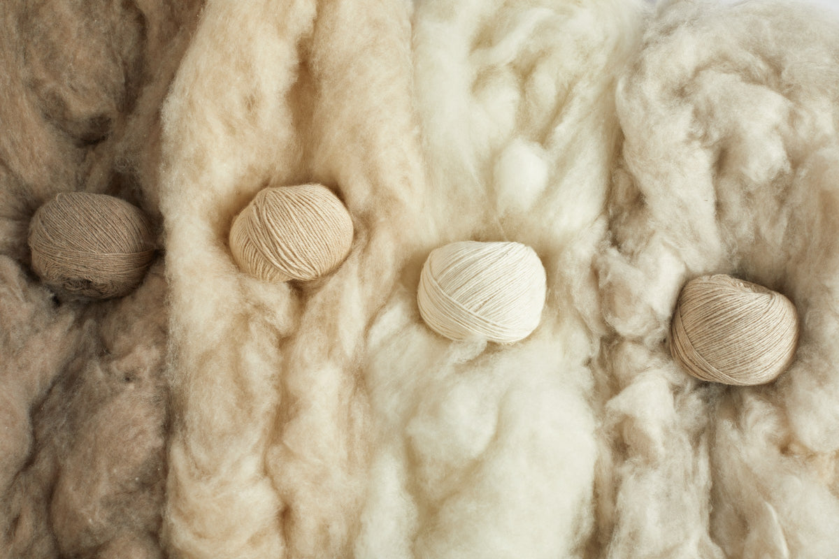 Four balls of undyed cashmere yarn, white to beige, resting on raw cashmere fleece