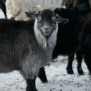 Dark Grey Goats
