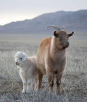 Mongolian cashmere goat with white kid standing on open steppe grassland before hills