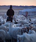 Know Your Cashmere: Authentic Fiber from True Mongolian Nomads