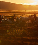 Genuine Mongolian Cashmere