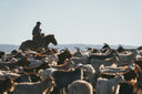 A Mongolian herder on horseback moving a large herd of cashmere goats at first light