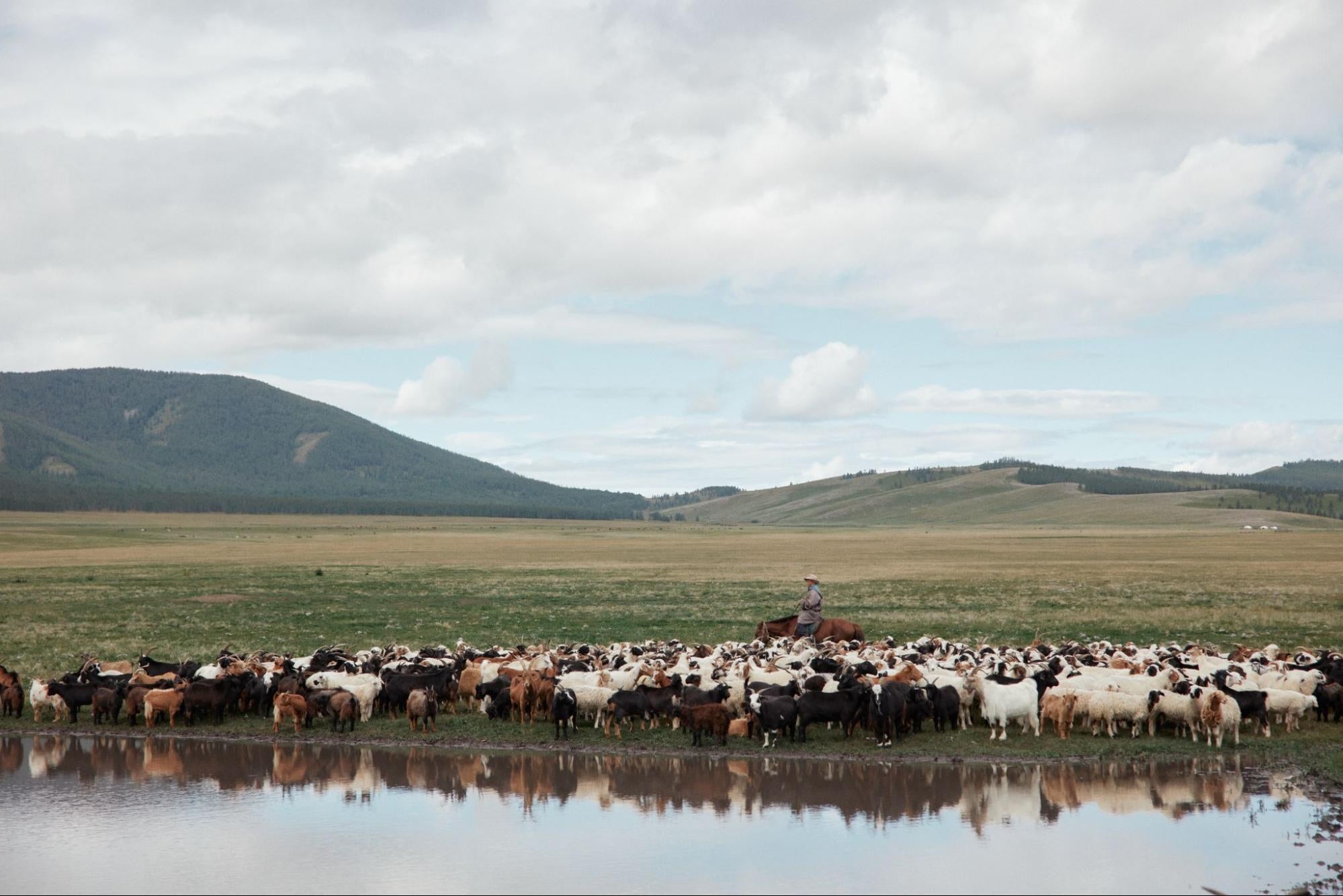 Mongolian Cashmere: Where It Comes From | GOBI Cashmere