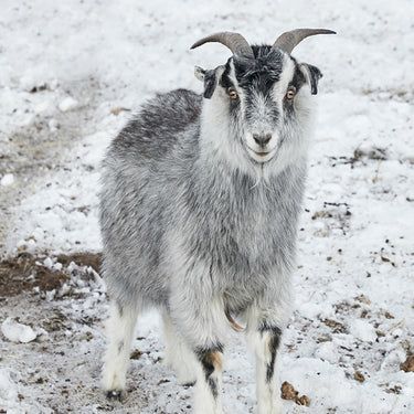 Blue / Grey Goats