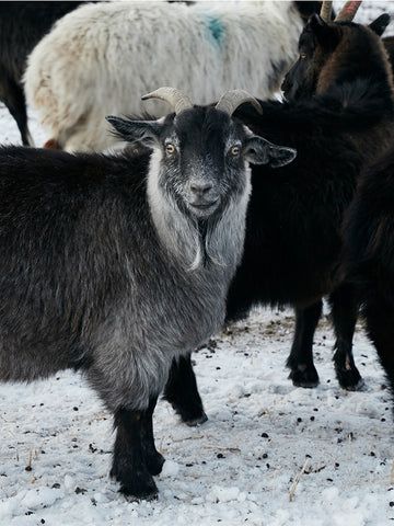 Dark Grey Goats
